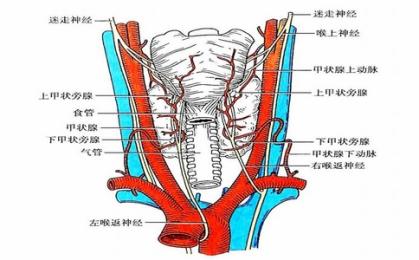 喉返神經(jīng)監(jiān)測儀品牌推薦與生產(chǎn)廠家介紹